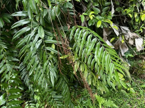 Stenochlaena