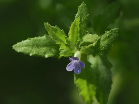 Stemodia maritima