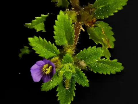 Stemodia verticillata
