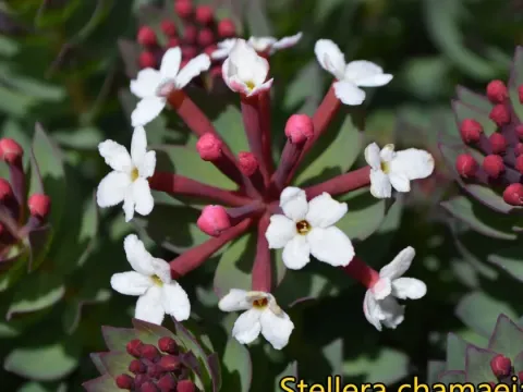 Stellera