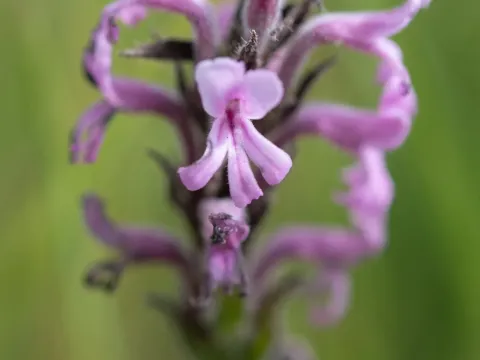 Striga bilabiata