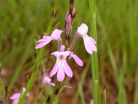 Striga junodii