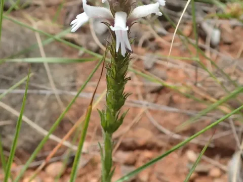 Striga thunbergii
