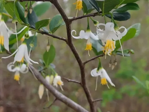 American snowbell
