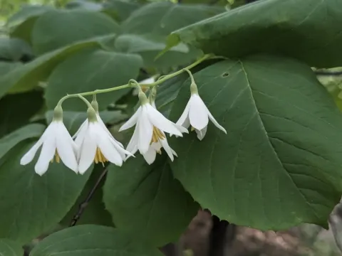 Fragrant snowbell