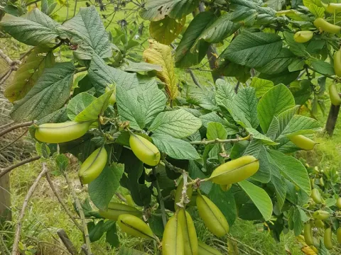 Кроталярія
