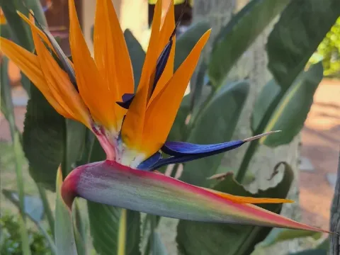Strelitzia