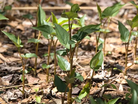 Lizard's tail