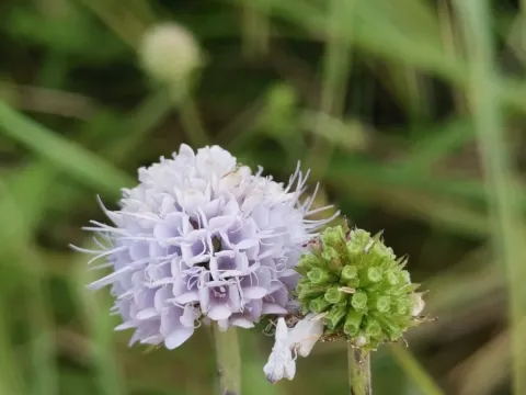 Succisella inflexa