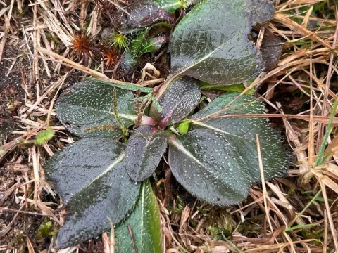 Devil's-bit