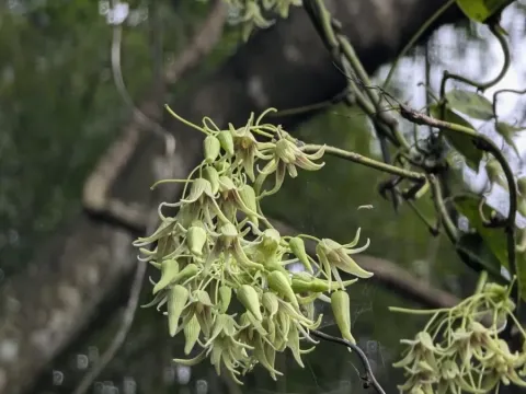 Stauntonia