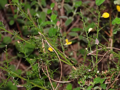 Stauracanthus