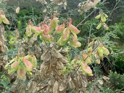 Sutherlandia