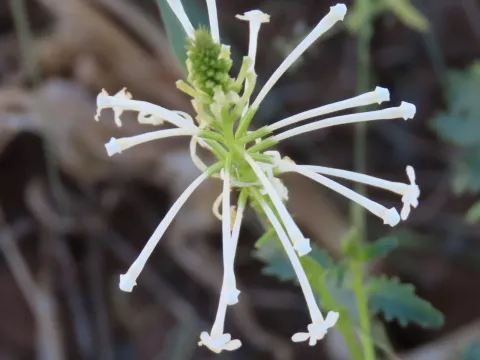 Svensonia