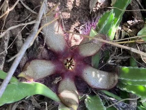 Stapelia