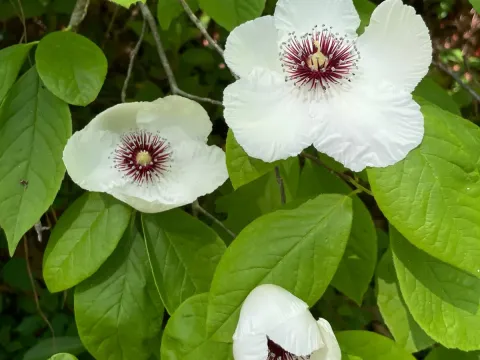 Silky Stewartia