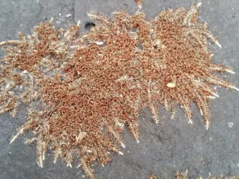Saxicolella