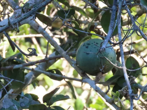 Strychnos madagascariensis