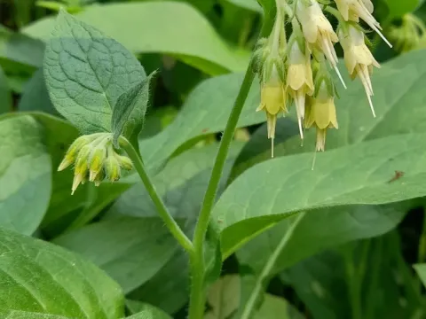 Tuberous Comfrey