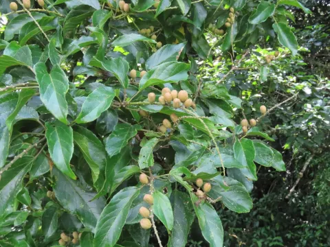 Croton
