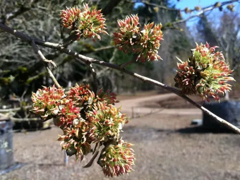 Sycoparrotia