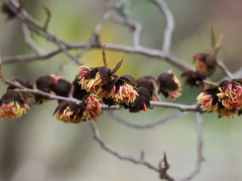 Sycoparrotia semidecandra