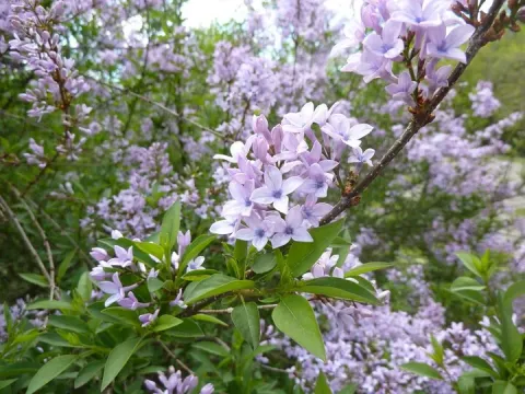 Afghan lilac