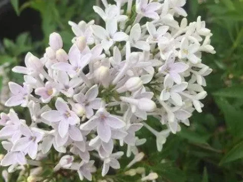 Diversifolia lilac