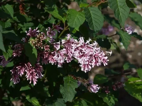 Josiflexa lilac