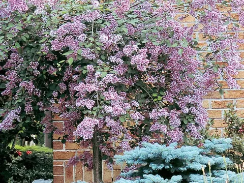 Julian's lilac