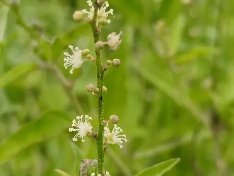 Croton sparsiflorus