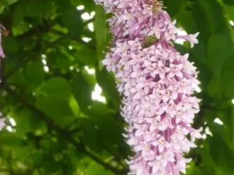 Ward's Lilac