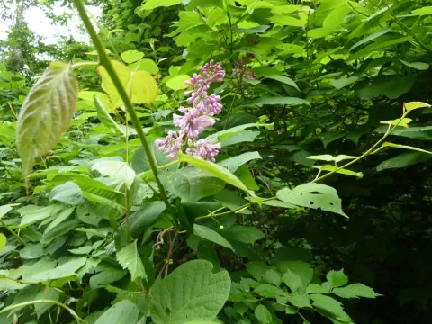 Wolf's Lilac