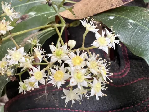 Schizomeria