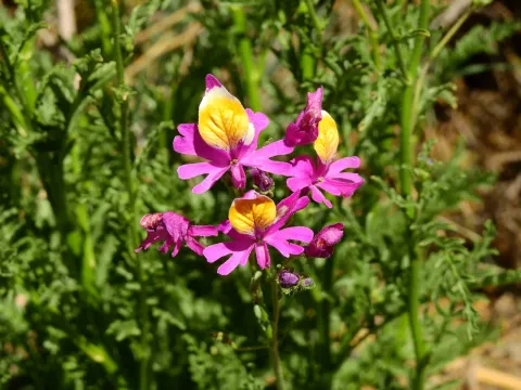 Schizanthus retusus