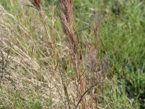Schizachyrium condensatum