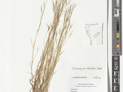 Schizachyrium delicatum