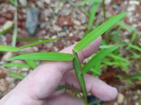 Schizachyrium maclaudii