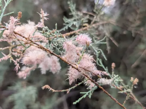 Canary Island tamarisk