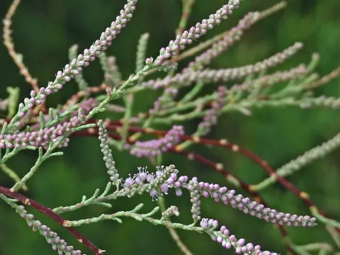 Juniper tamarix