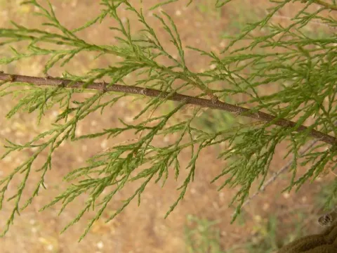 Nile tamarisk