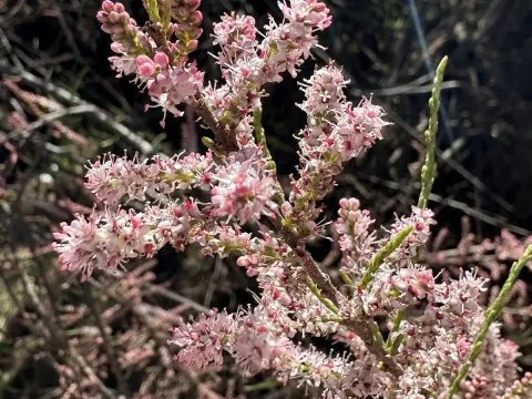 Small-flowered tamarisk