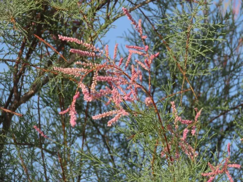 Saltcedar