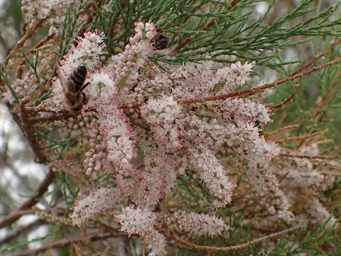 Smyrna tamarisk