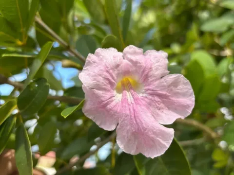 Tabebuia riparia