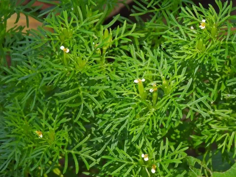 Tagetes filifolia