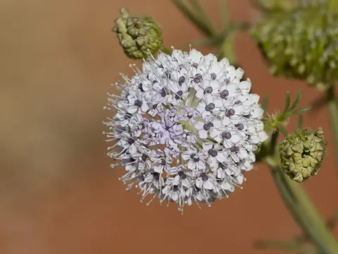 Trachymene glaucifolia