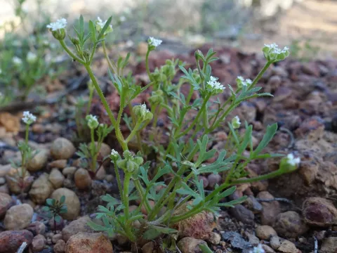 Trachymene pilosa