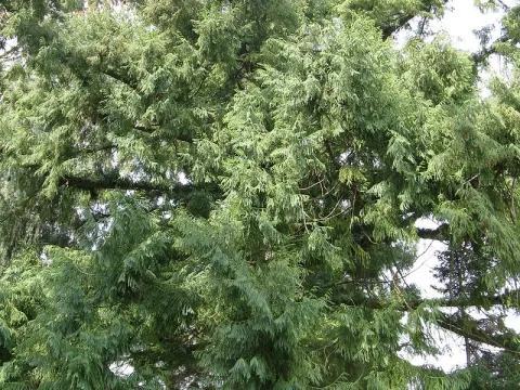 Taiwania