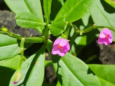 Talinum triangulare
